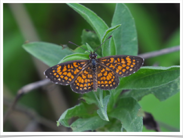 Elada Checkerspot